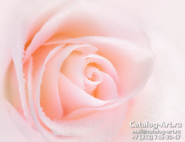 Pink roses 28